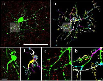 Strategic Positioning of Connexin36 Gap Junctions Across Human Retinal Ganglion Cell Dendritic Arbors